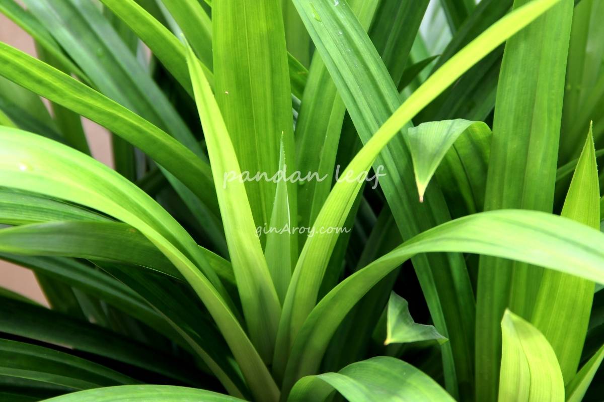 Health benefits of pandan leaf