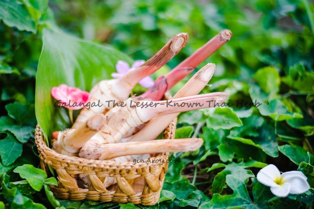 Galangal The Lesser-Known Thai Herb