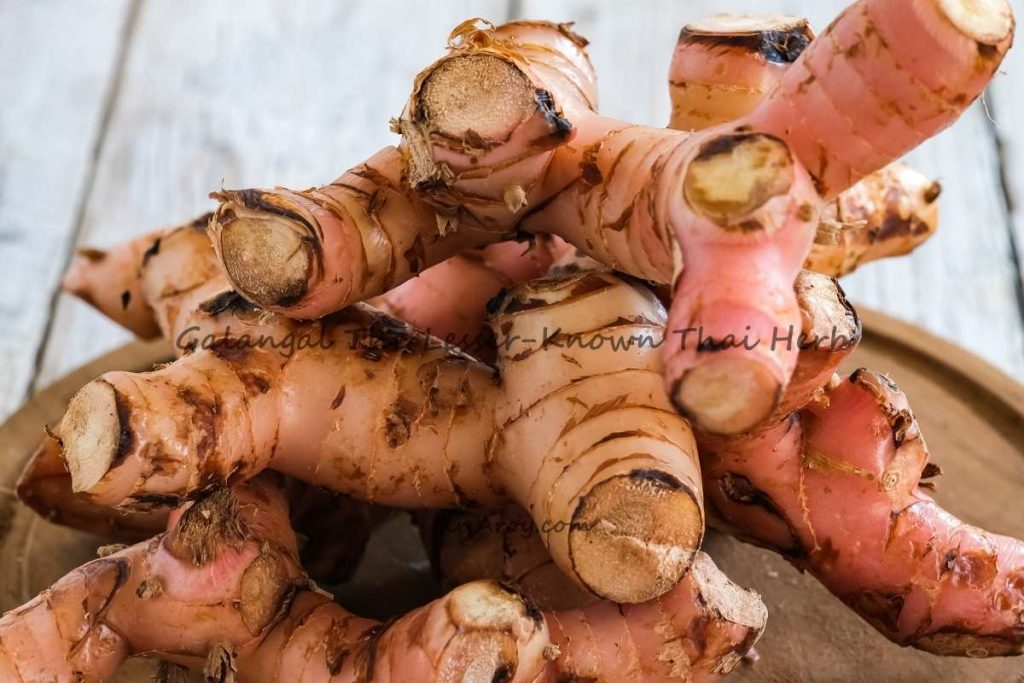 Galangal The Lesser-Known Thai Herb