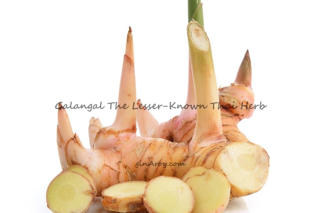 Galangal The Lesser-Known Thai Herb