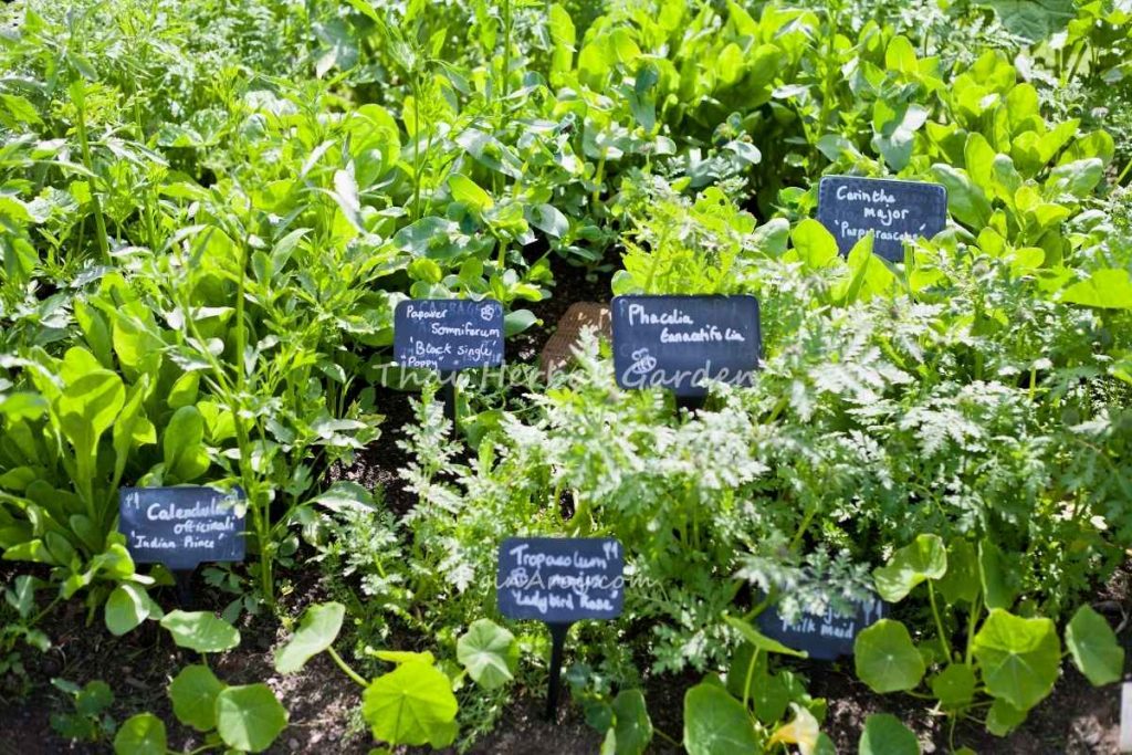 Thai Herbal Garden