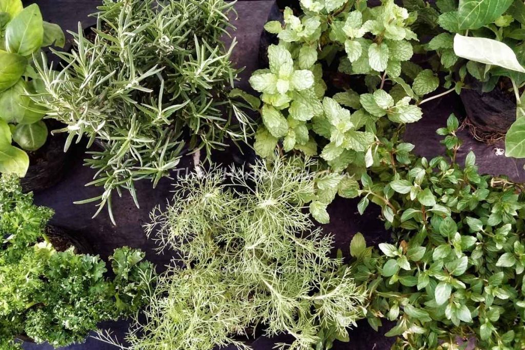 Thai Herbal Garden