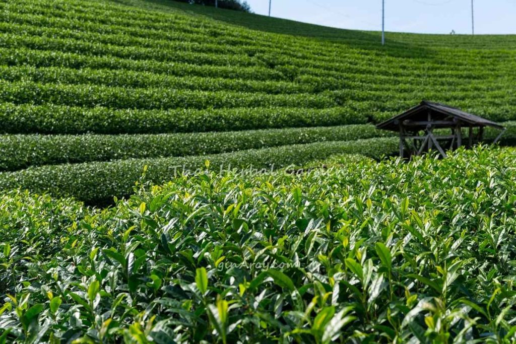Thai Herbal Garden