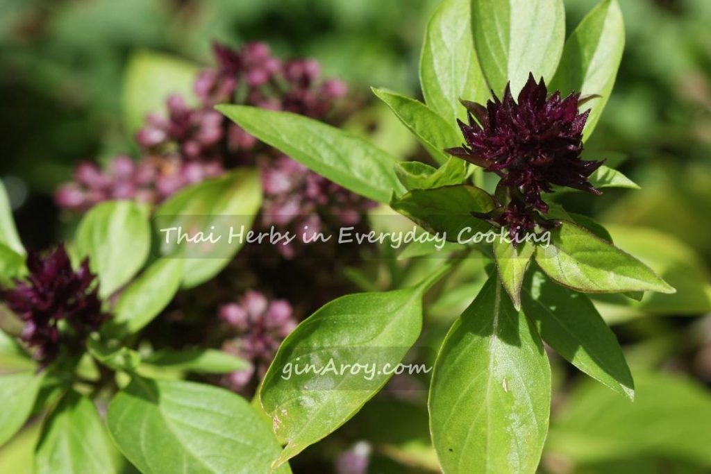 Thai Herbs in Everyday Cooking