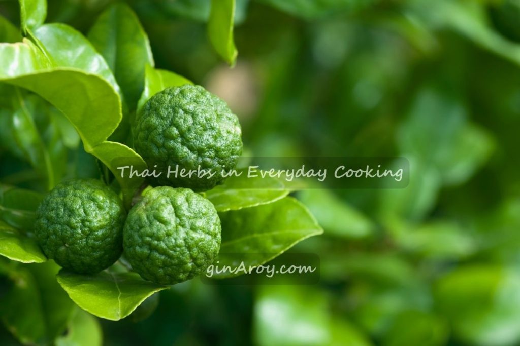 Thai Herbs in Everyday Cooking