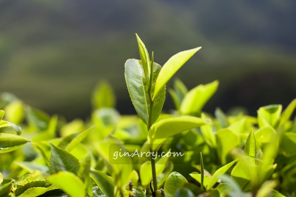 Energizing Effects of Thai Green Tea