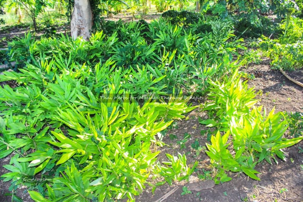 Thai Herbs for Massage Therapy Benefits