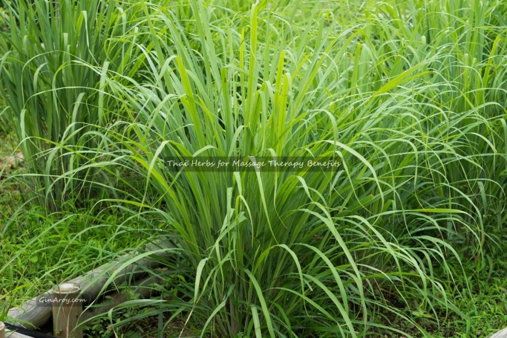 Thai Herbs for Massage Therapy Benefits